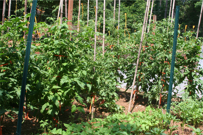 Image shows tomato plants in a garden, propped up with stakes made from dried bamboo stalks.