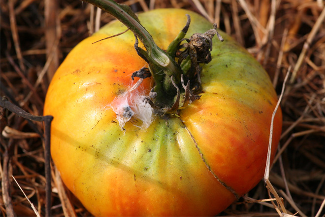 This tomato is discolored with a blotchy appearance and small blemishes, alternating colors from orange to green to red.