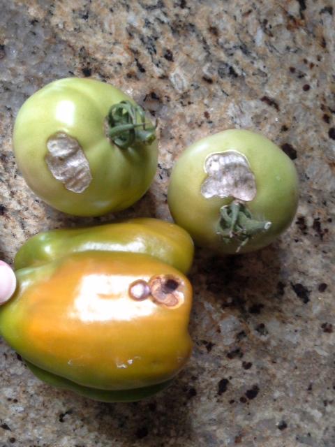 Tomatoes exhibiting signs of sunscald are shown; the surface shows several wilted, brown areas on the side of tomato fruit.
