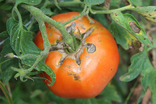 A tomato is viewed from above, still attached to the plant. The fruit is exhibit cracking, which appears as star-shaped splits around the stem of the plant.