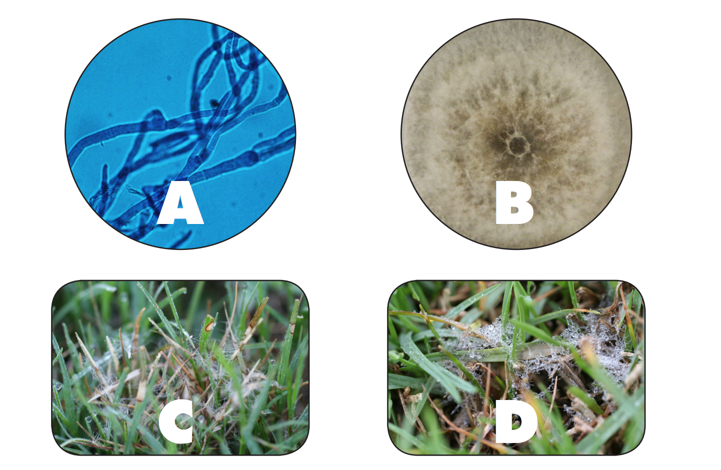 A) Hifa de Sclerotinia homoeocarpa, B) S. homoeocarpa en medio de cultivo, C) Micelio de S. homoeocarpa en bermuda, y D) Micelio de S. homoeocarpa en seashore paspalum