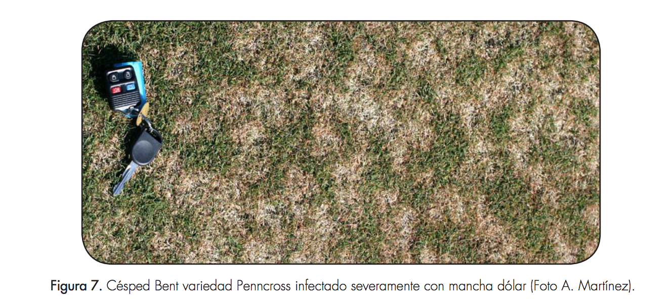Figura 7. Césped Bent variedad Penncross infectado severamente con mancha dólar (Foto A. Martínez).