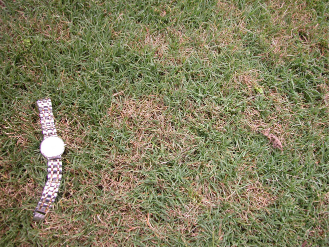 Grass with brown patches and a wristwatch for scale. The brown patches are irregular in shape and similar in size to the watch.