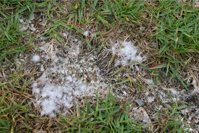 Grass with a larger area of white fuzzy fungus. The grass around the fungus is brown and dead.