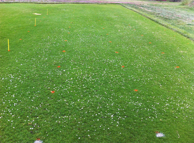 Patch of grass with evenly spaced marks. The grass is scattered with dollar spot inoculum.