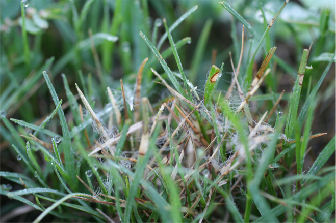 S. homoeocarpa mycelium on bermudagrass