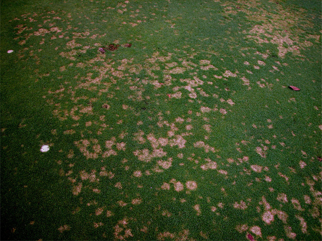 Grass with spots of brown blades