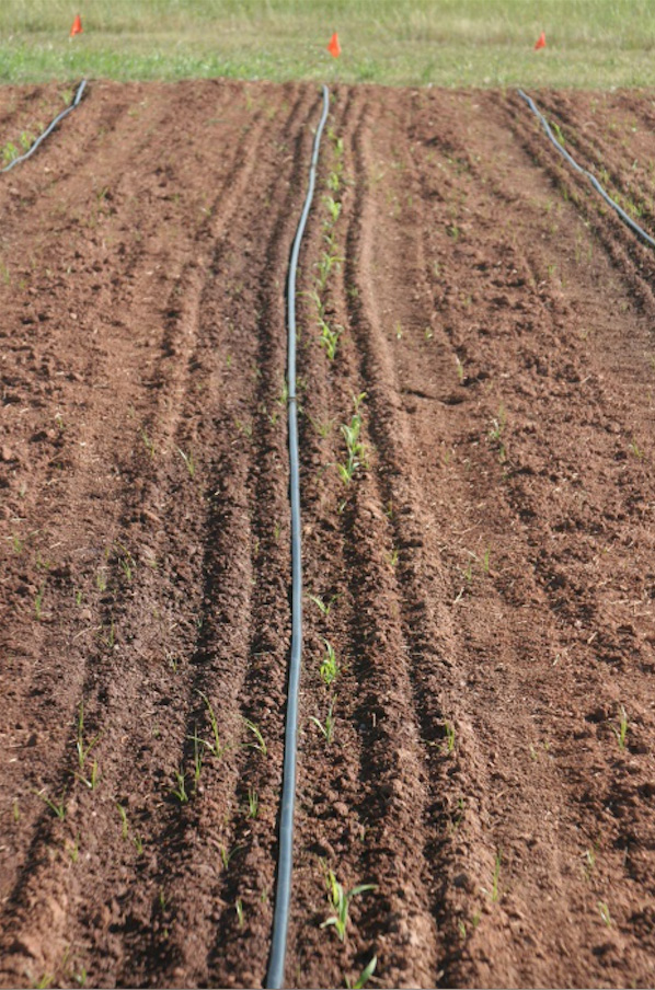 Drip irrigation system using flexible drip tape.