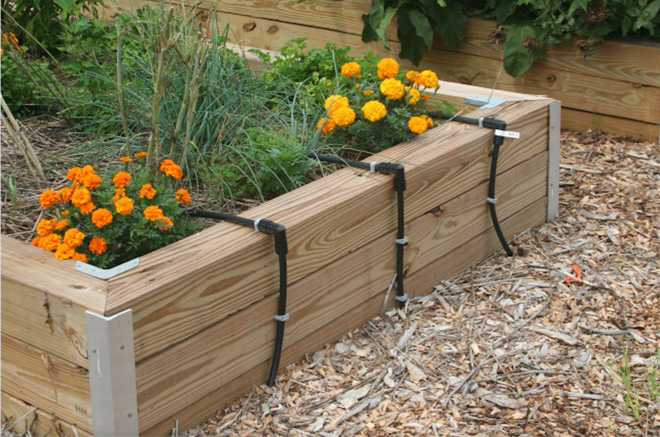 Wooden raised flower bed with drip irrigation system along the side.