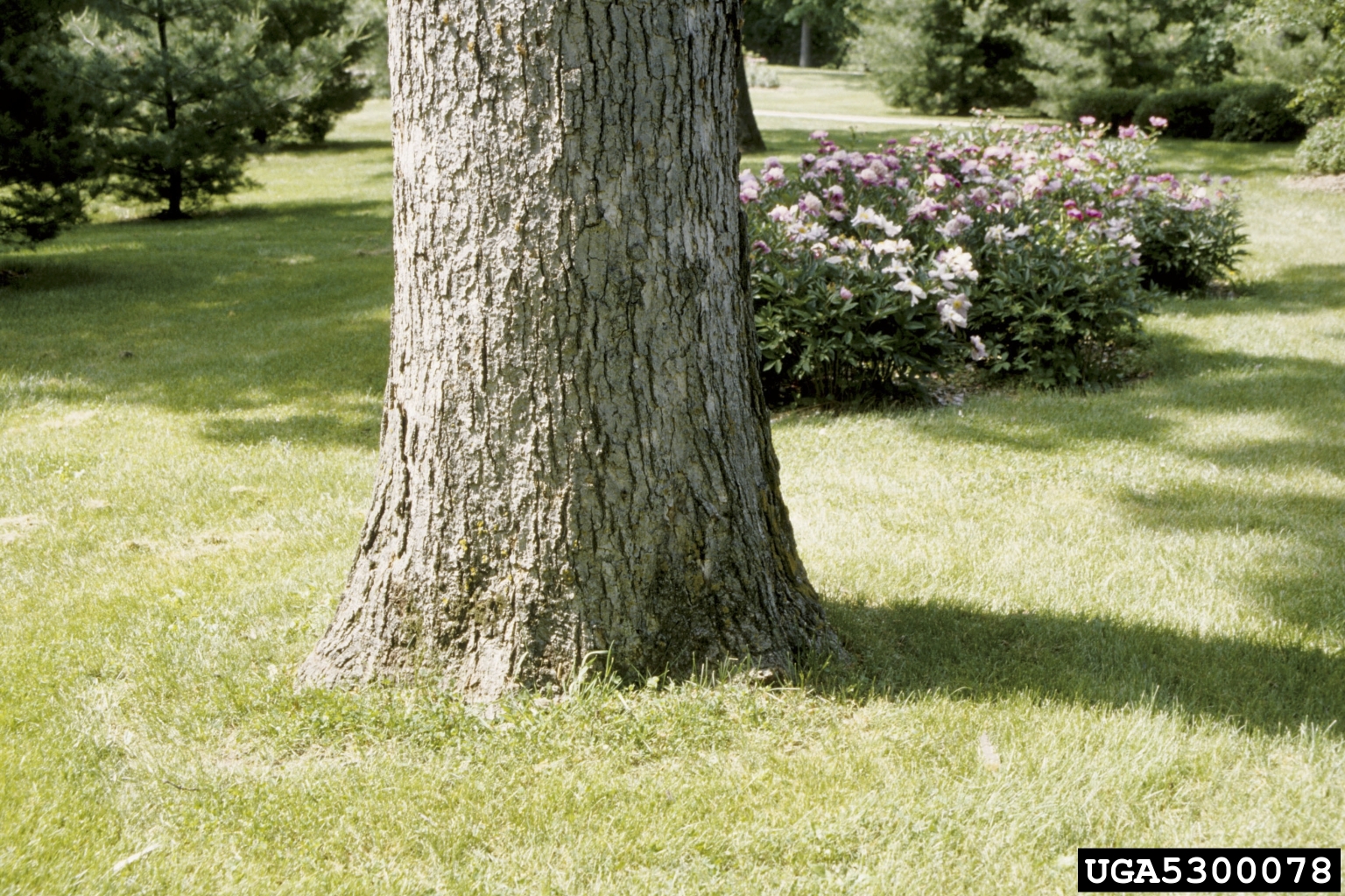 The base of a tree trunk. The trunk flares wider where it meets the ground.