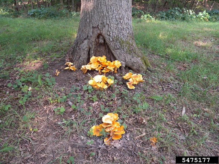 The base of a tree with orange mushrooms growing around it