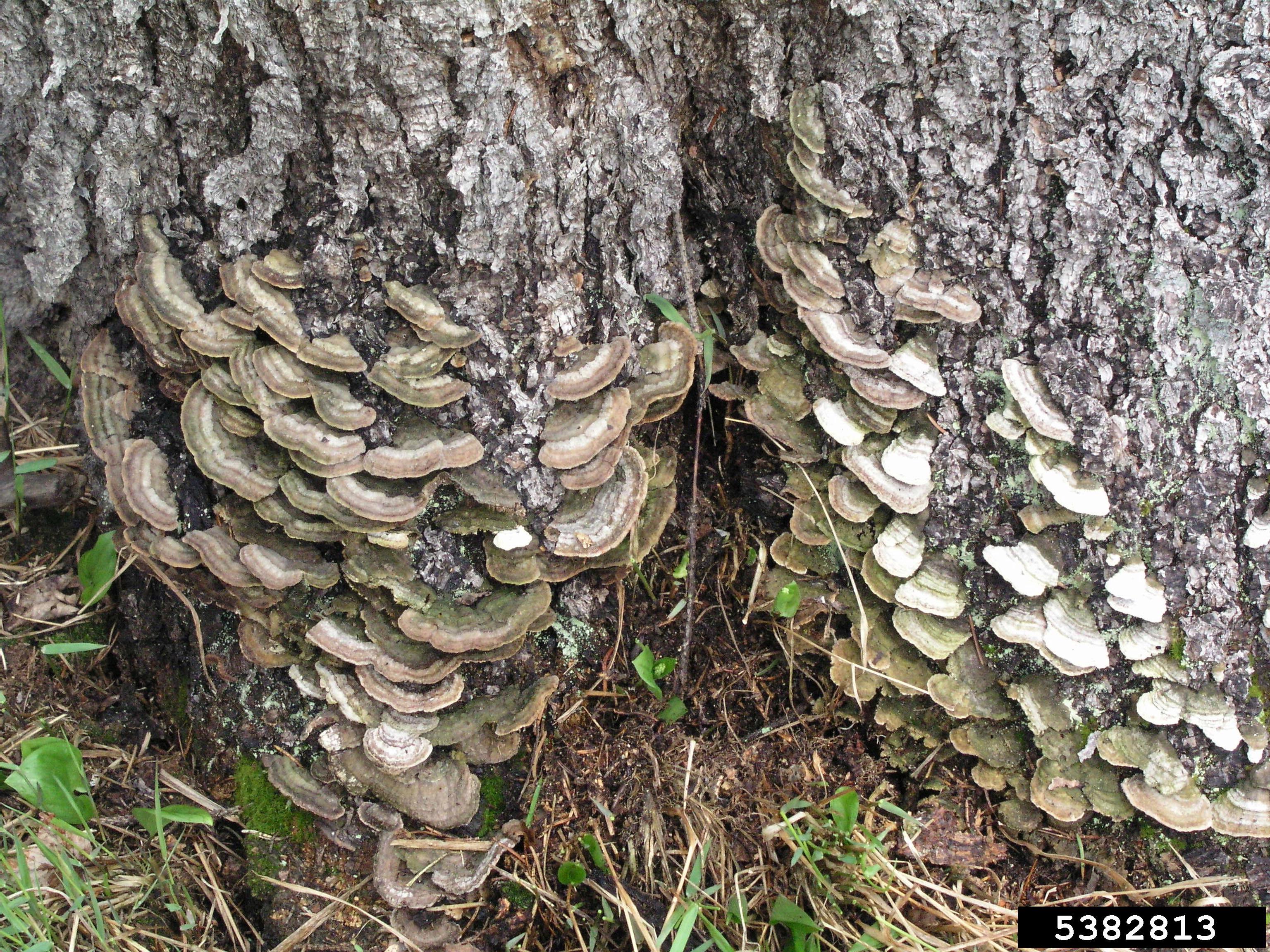 The base of a tree with bracket fungus growing from the bark.