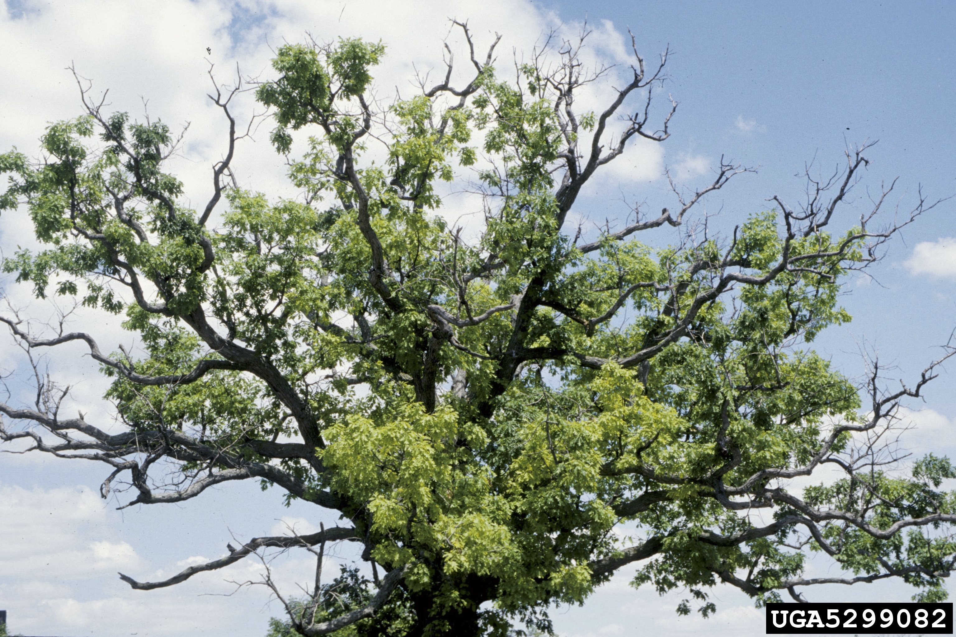 The branches of an oak tree with several branches empty of leaves.