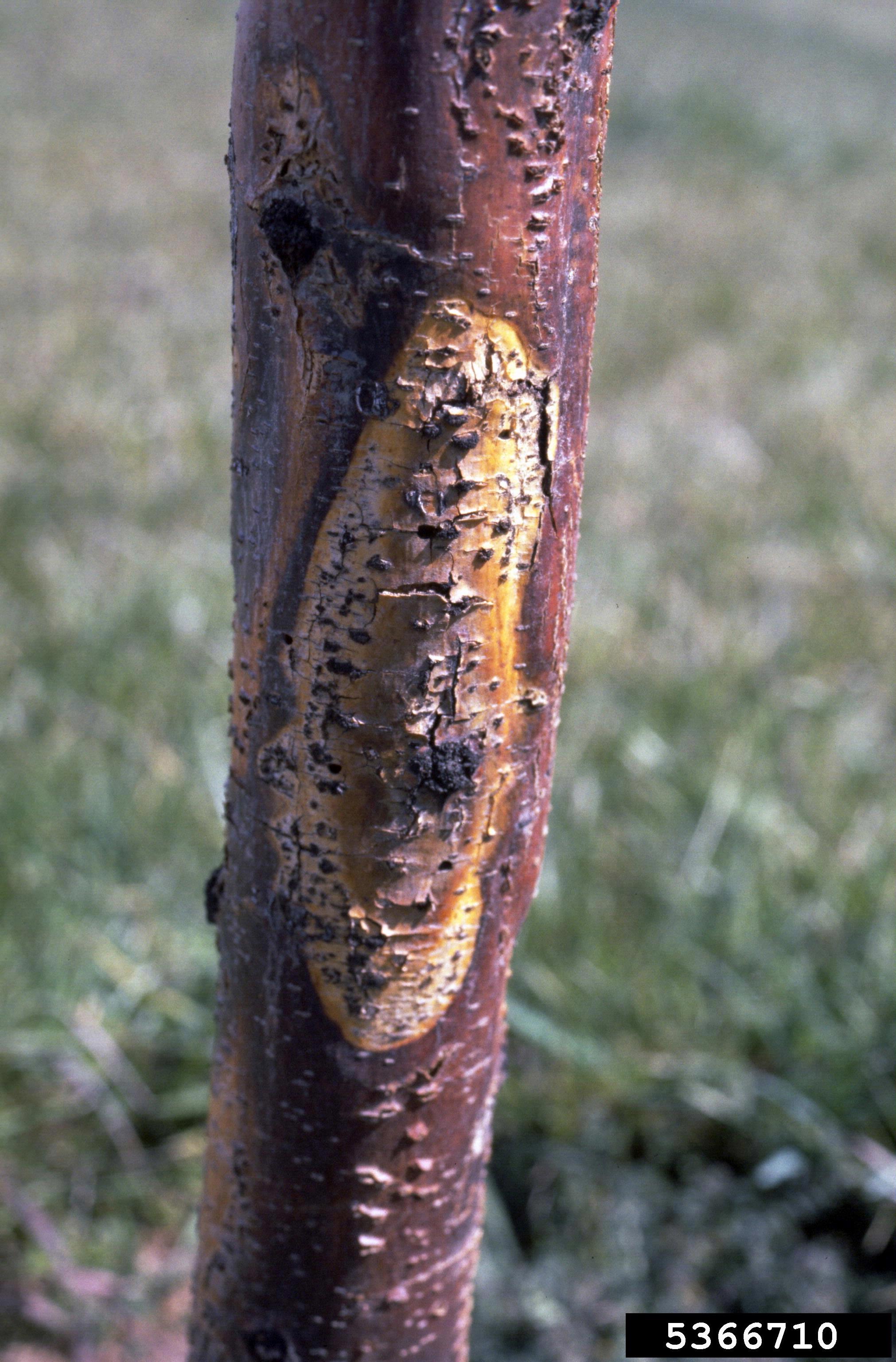 Honeylocust tree trunk with a yellowed canker.