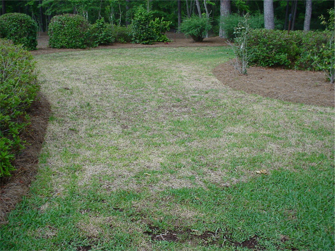 St. Augustinegrass with large patches of dead-looking grass