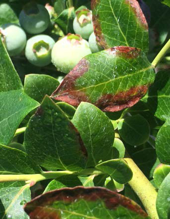 Blueberry plant with salt burn on the margins of the leaves