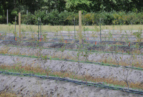Drip lines and microspray irrigation set up in a field.