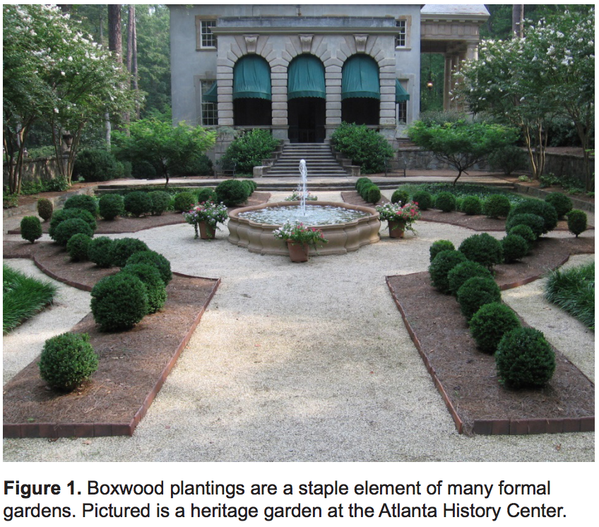 Figure 1. Boxwood plantings are a staple element of many formal gardens. Pictured is a heritage garden at the Atlanta History Center. There is a wide path of tan pebbles in the middle of the garden, leading to a fountain in the center. Along the sides of the pebbled path are rounded shrubs creating a symmetrical pattern down the walkway and surrounding the fountain.