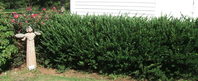 This shrub is very full, with a medium-dark green color and branches that turn upward.