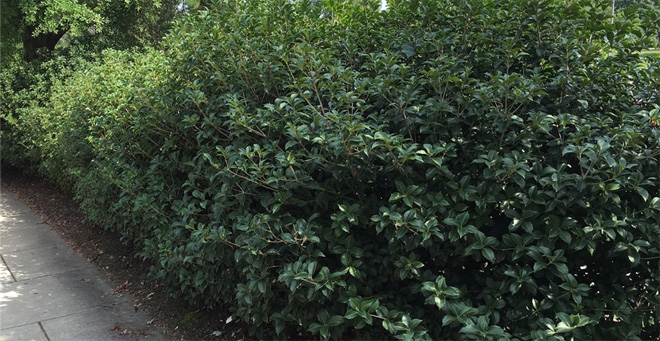this holly is a dark green shrub that has a texture and growth habit similar to boxwood, but appears to have slightly larger leaves