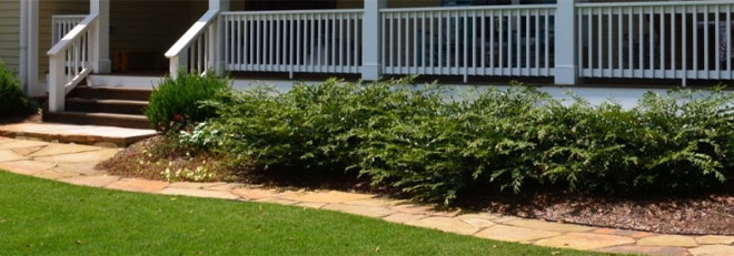 These low-growing shrubs are planted in front of a porch and are only about 18 inches high with a loose structure, kind of like a fern.