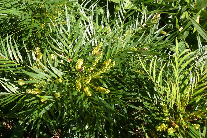 Mahonia has a fern- or palm-like appearance, grows about waist-high, and produces long stems of bright yellow flowers