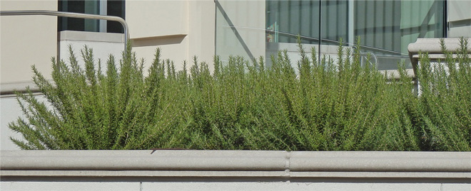 Rosemary is a medium-dark olive green color and produces brush-like stems covered in soft, needle-like leaves