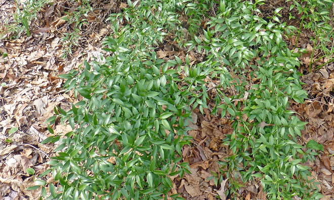 Alexandrian laurel has a loose growth habit with medium-green pointy leaves