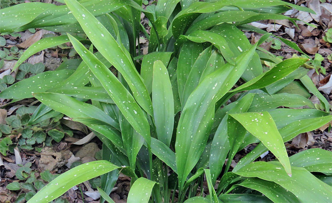 Cast iron plant looks like a bulb with long, broad green leaves growing from a centralized clump at ground level