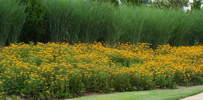 a border planting of switchgrass appears tall and thick behind a border of yellow flowers. Switchgrass grows densely and makes an attractive background to lower borders of flowering plants.