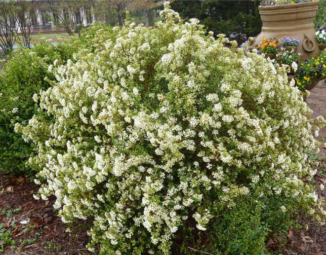 This viburnum is shown in bloom, covered in small white flowers against medium-green foliage. The plant appears to be about as tall as it is wide.