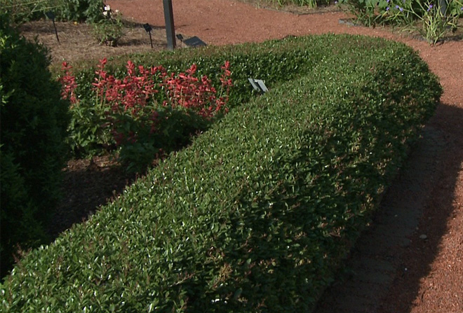 This medium-dark green plant is shown planted densely and shaped into a solid hedge surrounding another planting of red flowers.