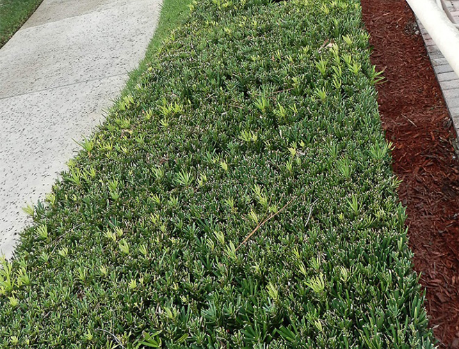 This podocarpus is shown planted densely and shaped into a hedge alongside a path.