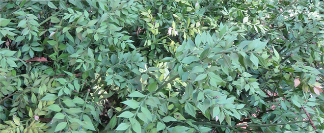 Butcher's broom is shown close-up on the branches, which are long and have pointy medium-green leaves.