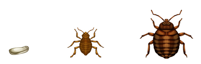 Don't Let the Bed Bugs Bite: Avoiding Bed Bugs in Your Home | UGA