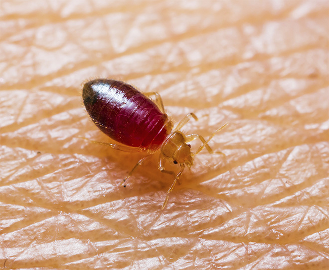 photo of bed bug nymph after feeding