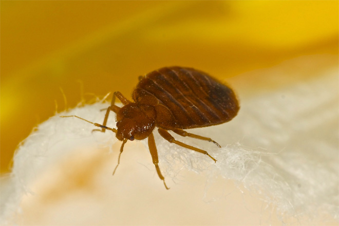 photo of adult bed bug