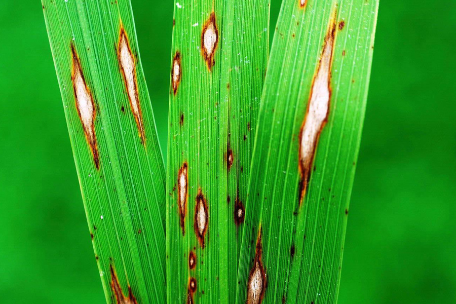 Blades of grass exhibiting gray leaf spot symptoms.