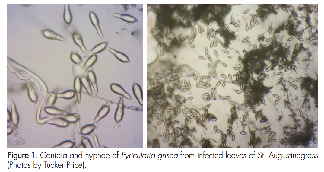 Figure 1. Conidia and hyphae of Pyricularia grisea from infected leaves of St. Augustinegrass (Photos by Tucker Price).