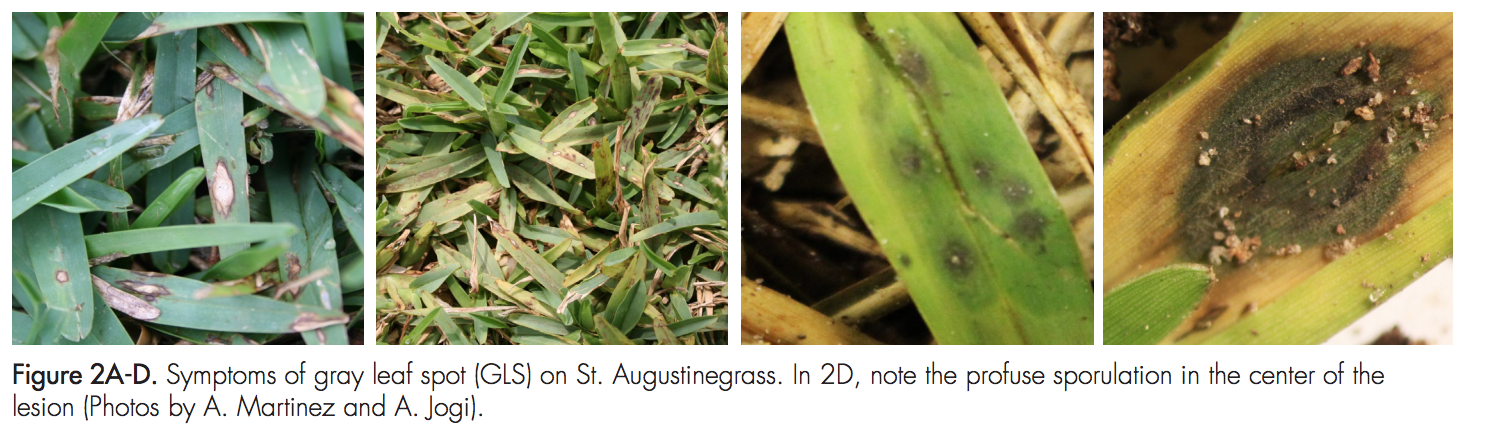 Figure 2A-D. Symptoms of gray leaf spot (GLS) on St. Augustinegrass. In 2D, note the profuse sporulation in the center of the lesion. (Photos by A. Martinez and A. Jogi).