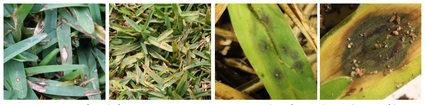 Symptoms of gray leaf spot on St. Augustinegrass, from left to right: note the profuse sporulation in the center of the lesion