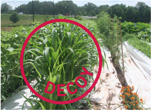 Trap Crops to Control Pests