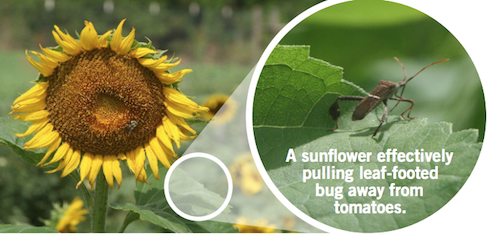A sunflower with an inset showing a leaf-footed bug on the leaf, effectively pulling the bug away from tomatoes