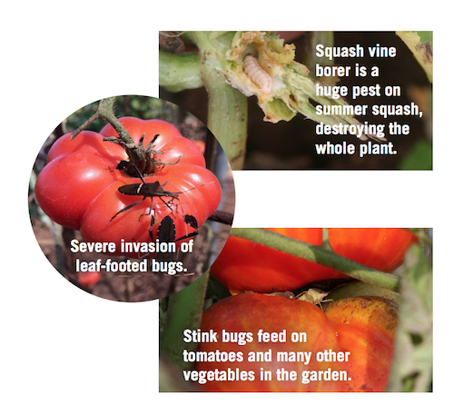 Squash vine borer is a huge pest on summer squash, destroying the whole plant. Tomato with leaf-footed bugs on it showing a severe invasion of leaf-footed bugs. Stink bugs feed on tomatoes and many other vegetables in the garden.