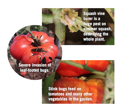 Trap Crops to Control Pests