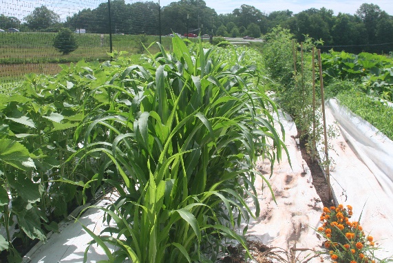 Rows of crops