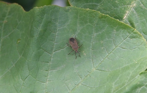 Squash leaf with a brown stink bug on it.