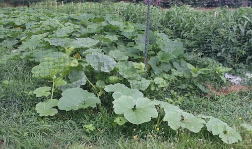 Hubbard squash outgrowing a fenced off area.