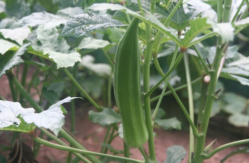 Okra with stink bugs on it.