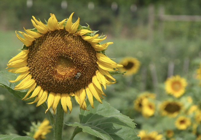 An insect resting on a sunflower